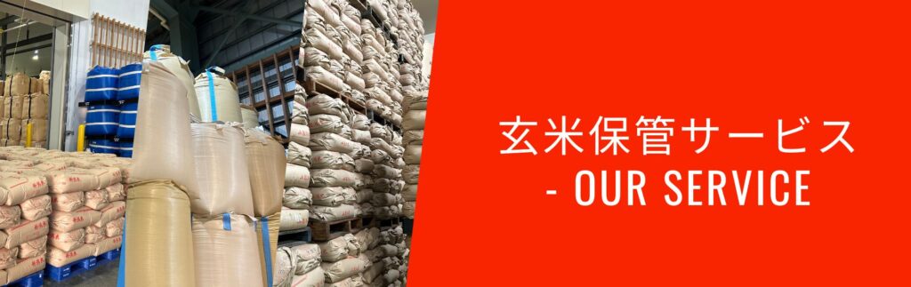 クロモジ/株立ち《山採り/天然株》【現品発送】管理70149 （玄米保管 